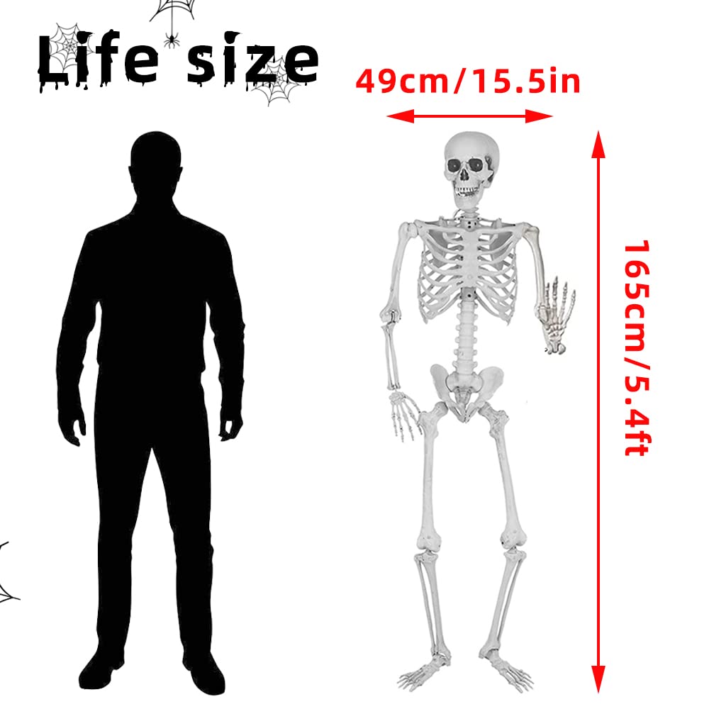 5.4Ft Life Size Skeleton with Movable Joints N81535
