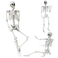 5.4Ft Life Size Skeleton with Movable Joints N81535