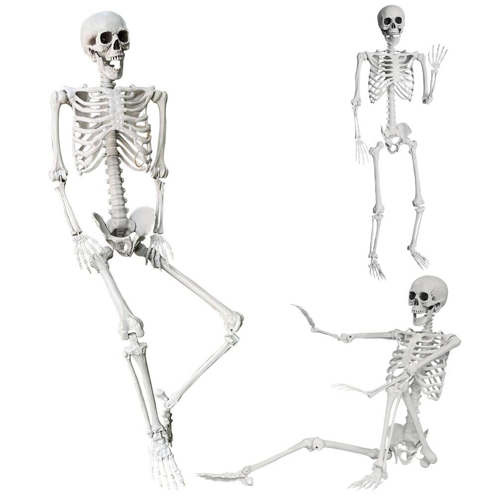 5.4Ft Life Size Skeleton with Movable Joints N81535
