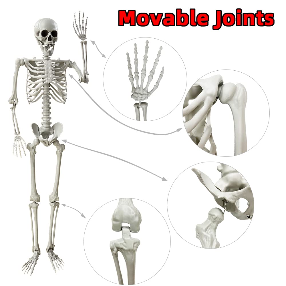 5.4Ft Life Size Skeleton with Movable Joints N81535