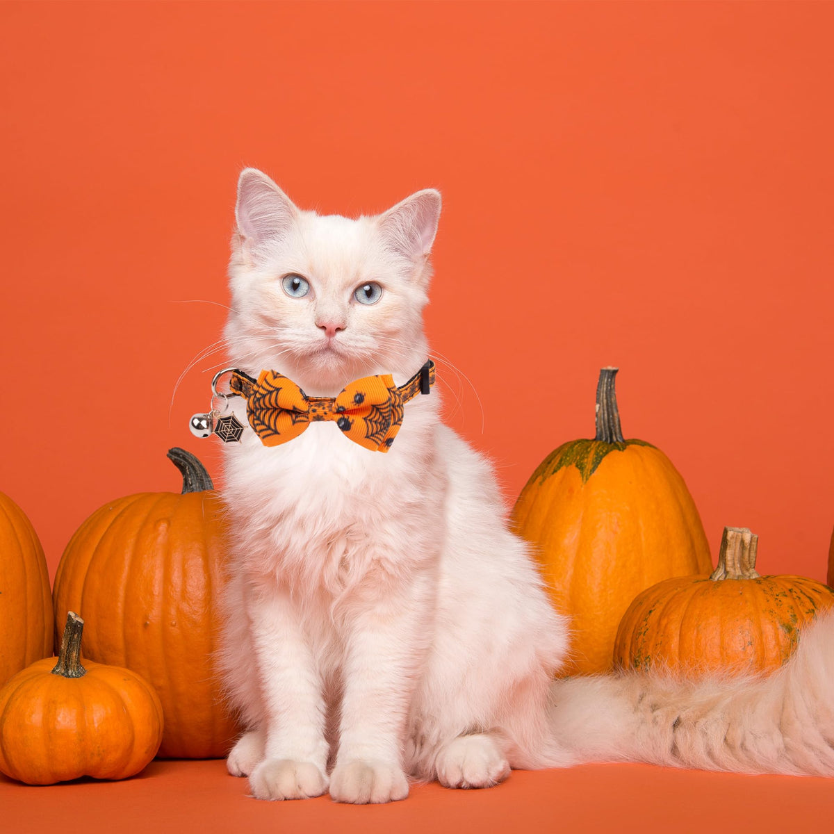 Halloween Cat Collar with Bow Bell A7271