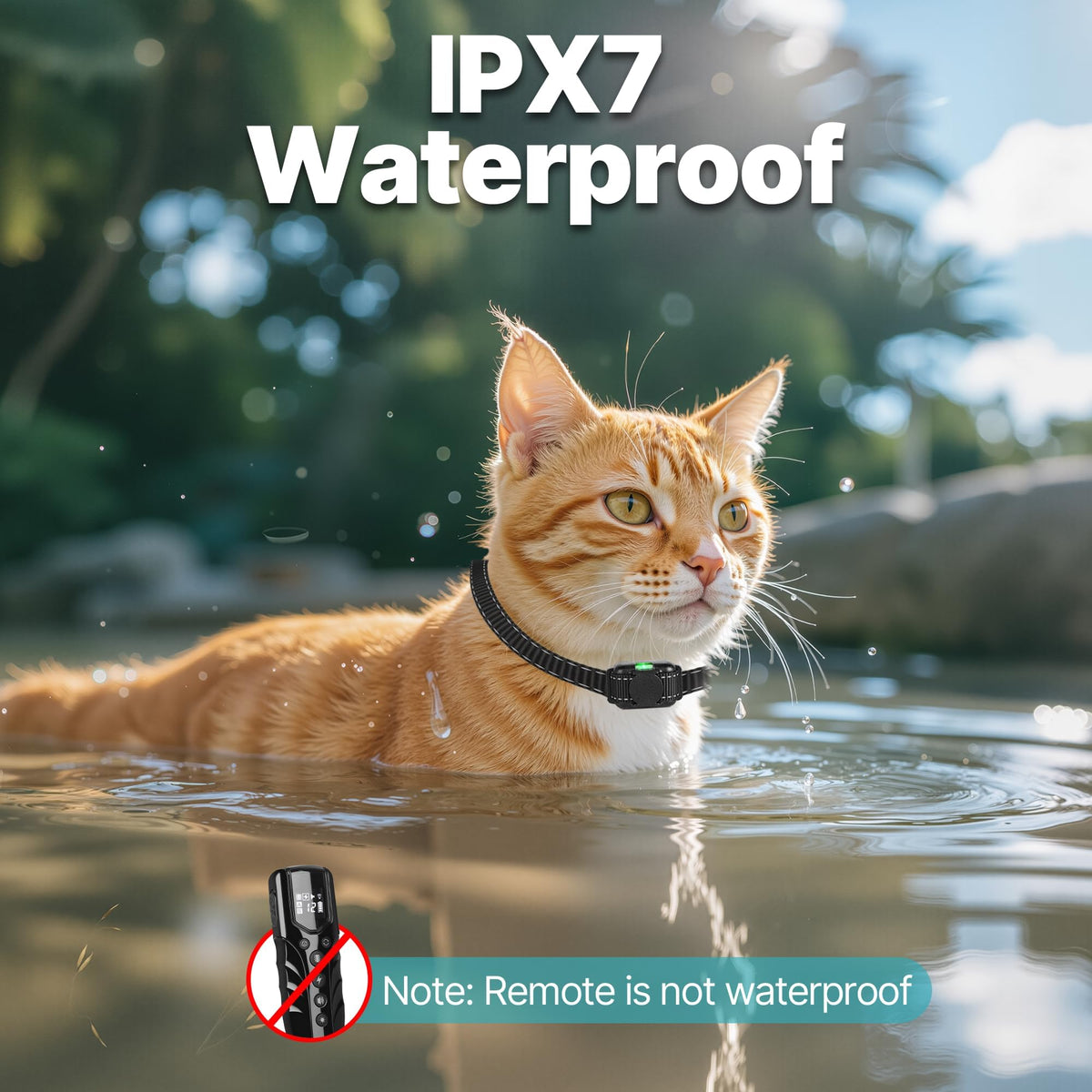 Small Cat Training Collar with Remote, Waterproof Rechargeable, Black L802