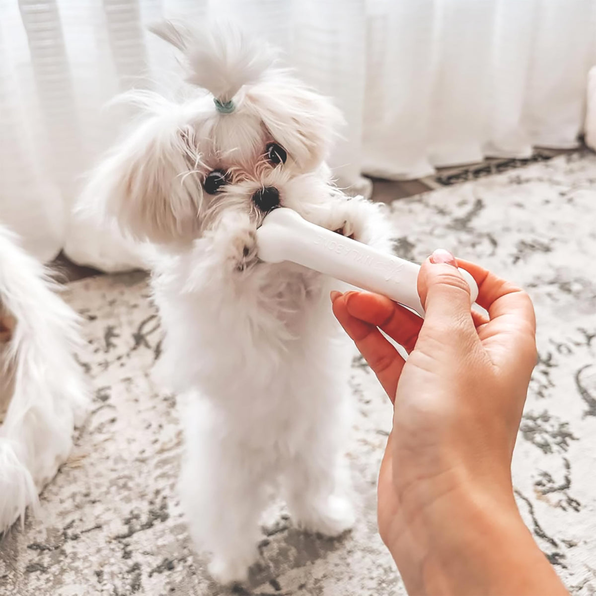 Puppy Teething Toys 3 Pack V7978