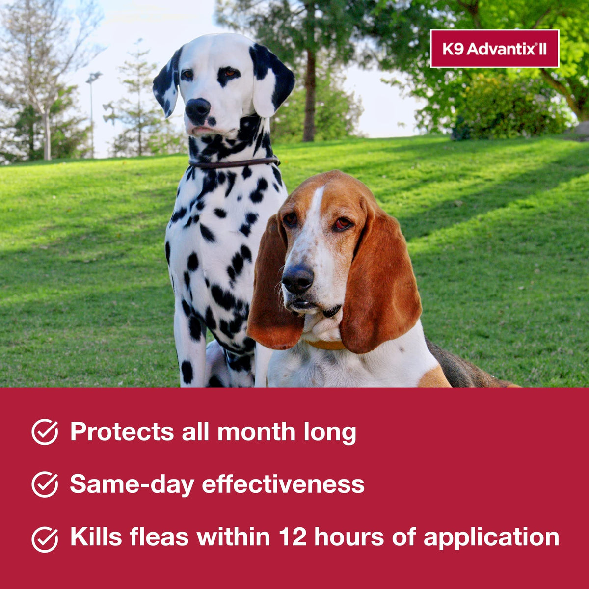 Flea & Tick Topical for Large Dogs 21–55 lbs., 2ct Z958
