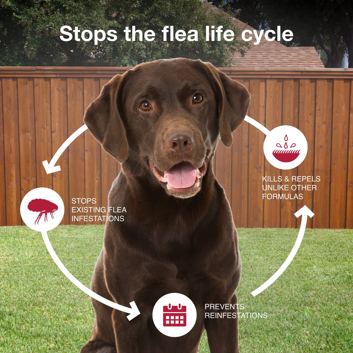 Flea & Tick Topical for Large Dogs 21–55 lbs., 2ct Z958
